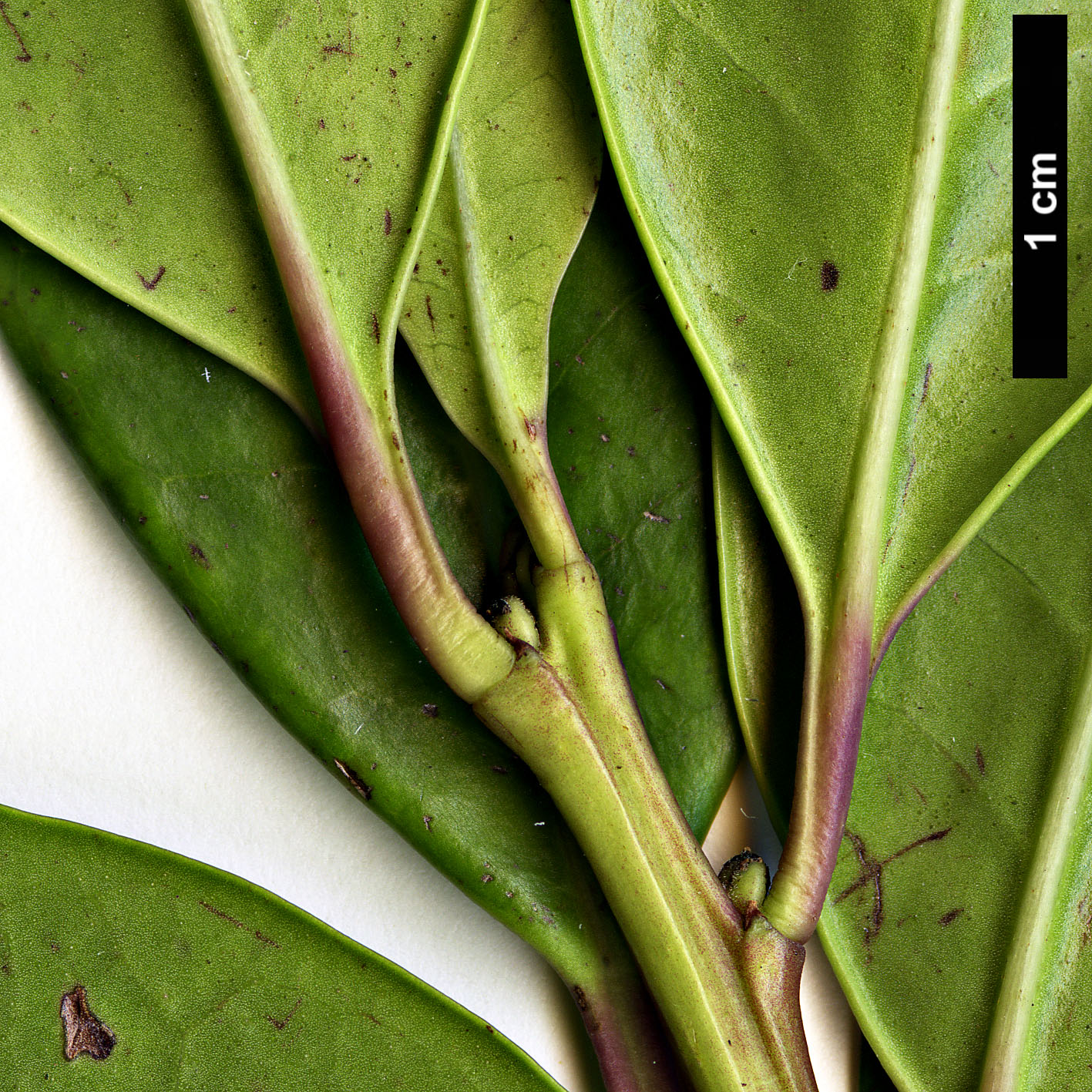 High resolution image: Family: Aquifoliaceae - Genus: Ilex - Taxon: canariensis